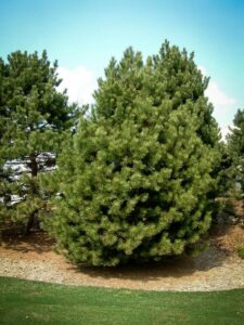 Сосна Чёрная (Pinus Nigra) купить по цене от 270.00р. в интернет-магазине «Посадика» с доставкой почтой в в Красноармейске и по всей России – [изображение №1].