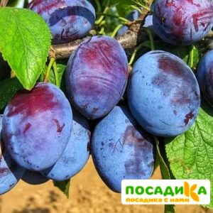 Слива Чачакская ранняя купить по цене от 229.00р. в интернет-магазине «Посадика» с доставкой почтой в в Красноармейске и по всей России – [изображение №1].