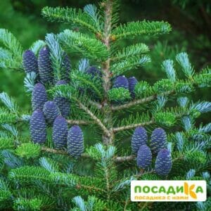 Пихта корейская (Abies koreana) купить по цене от 450.00р. в интернет-магазине «Посадика» с доставкой почтой в в Красноармейске и по всей России – [изображение №1].