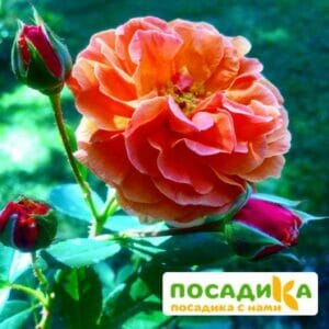 Роза Арабия купить по цене от 350.00р. в интернет-магазине «Посадика» с доставкой почтой в в Красноармейске и по всей России – [изображение №1].