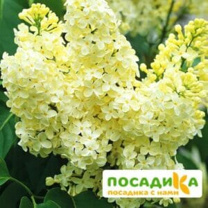 Сирень Примроуз (Primrose) купить по цене от 529.00р. в интернет-магазине «Посадика» с доставкой почтой в в Красноармейске и по всей России – [изображение №1].