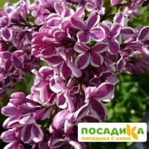 Сирень Сенсация купить по цене от 529.00р. в интернет-магазине «Посадика» с доставкой почтой в в Красноармейске и по всей России – [изображение №1].