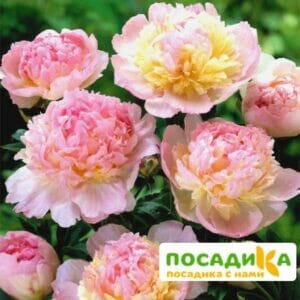 Пион Распберри Сандей (Paeonia Raspberry Sundae) купить по цене от 959р. в интернет-магазине «Посадика» с доставкой почтой в в Красноармейске и по всей России – [изображение №1].