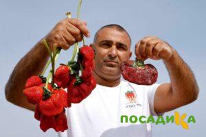 Клубника Гигант Джорнея купить по цене от 266р. в интернет-магазине «Посадика» с доставкой почтой в в Красноармейске и по всей России – [изображение №1].