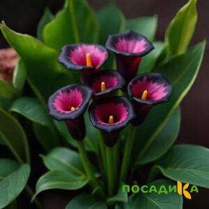 Калла Аура Лейс купить по цене от 400р. в интернет-магазине «Посадика» с доставкой почтой в в Красноармейске и по всей России – [изображение №1].