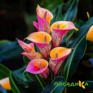 Калла Оникс купить по цене от 450р. в интернет-магазине «Посадика» с доставкой почтой в в Красноармейске и по всей России – [изображение №1].