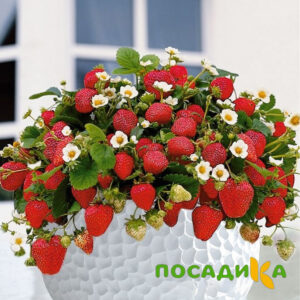 Клубника Рубиновый Шепот (горшечная) купить по цене от 240р. в интернет-магазине «Посадика» с доставкой почтой в в Красноармейске и по всей России – [изображение №1].