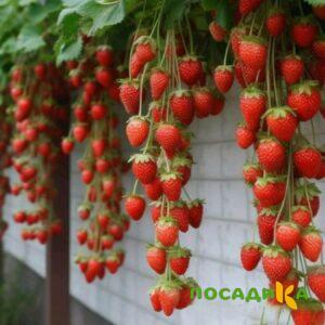 Клубника вьющаяся Комплимент купить по цене от 470р. в интернет-магазине «Посадика» с доставкой почтой в в Красноармейске и по всей России – [изображение №1].