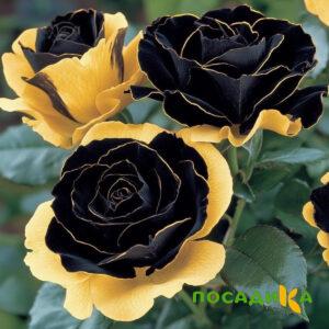 Роза Ханни Сикл купить по цене от 700р. в интернет-магазине «Посадика» с доставкой почтой в в Красноармейске и по всей России – [изображение №1].