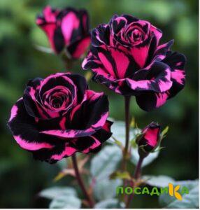 Роза Багровый Шепот купить по цене от 366р. в интернет-магазине «Посадика» с доставкой почтой в в Красноармейске и по всей России – [изображение №1].
