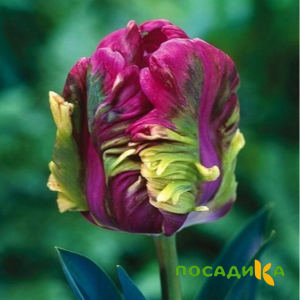 Тюльпан Экзотик Хэвен купить по цене от 186р. в интернет-магазине «Посадика» с доставкой почтой в в Красноармейске и по всей России – [изображение №1].